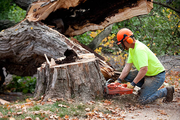 Best Tree Mulching Services  in USA